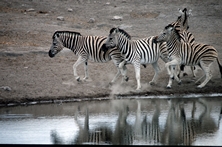 Zebras Namibia